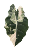 Alocasia Chantrieri Pink Variegated leaf showing chimeric pink and dark green variegation pattern
Rare Alocasia Chantrieri Pink Variegated close-up of anthocyanin pink expression on historic hybrid
Alocasia Chantrieri Pink Variegated collector plant from TerraBetuwe Netherlands EU shipping