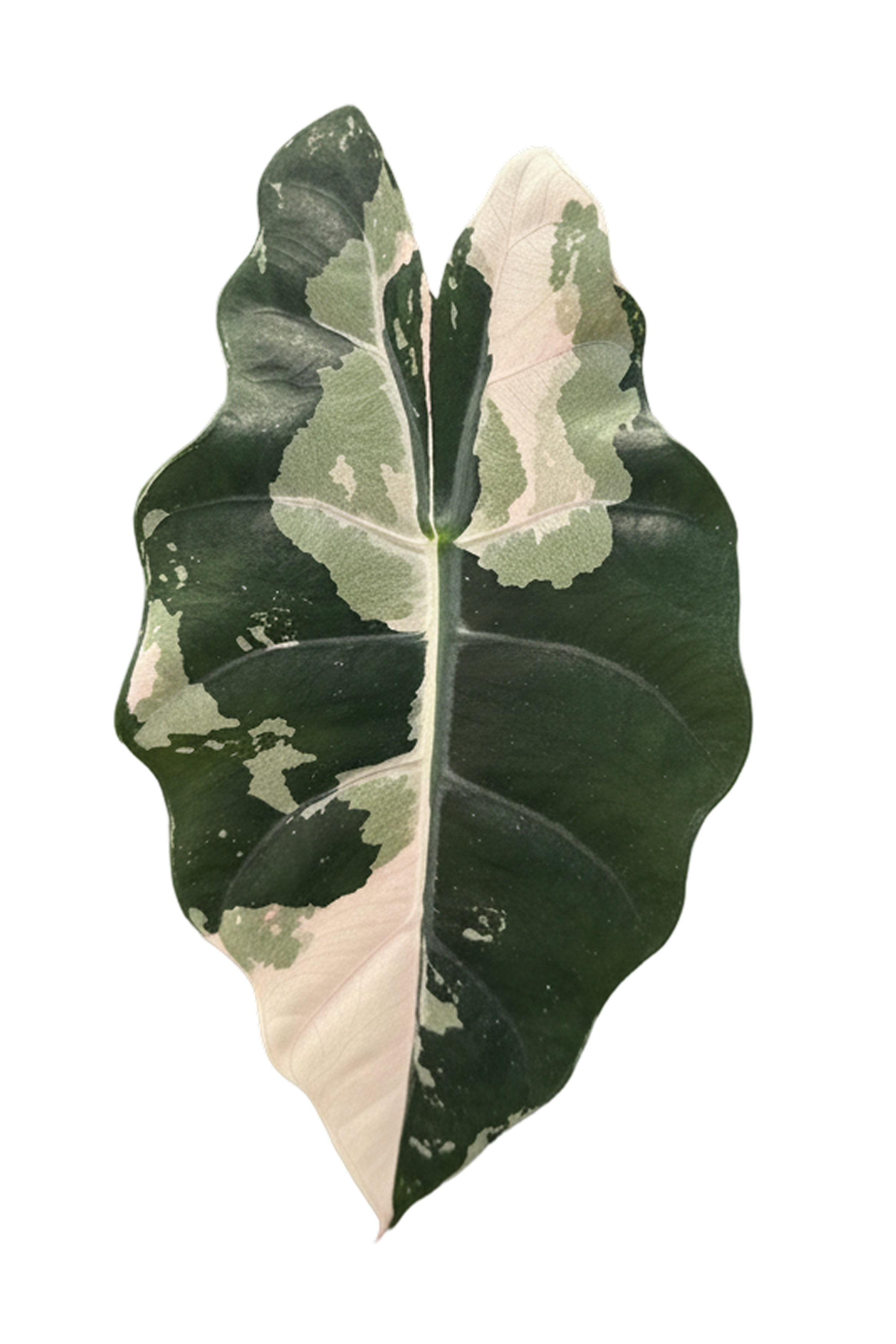 Alocasia Chantrieri Pink Variegated leaf showing chimeric pink and dark green variegation pattern
Rare Alocasia Chantrieri Pink Variegated close-up of anthocyanin pink expression on historic hybrid
Alocasia Chantrieri Pink Variegated collector plant from TerraBetuwe Netherlands EU shipping