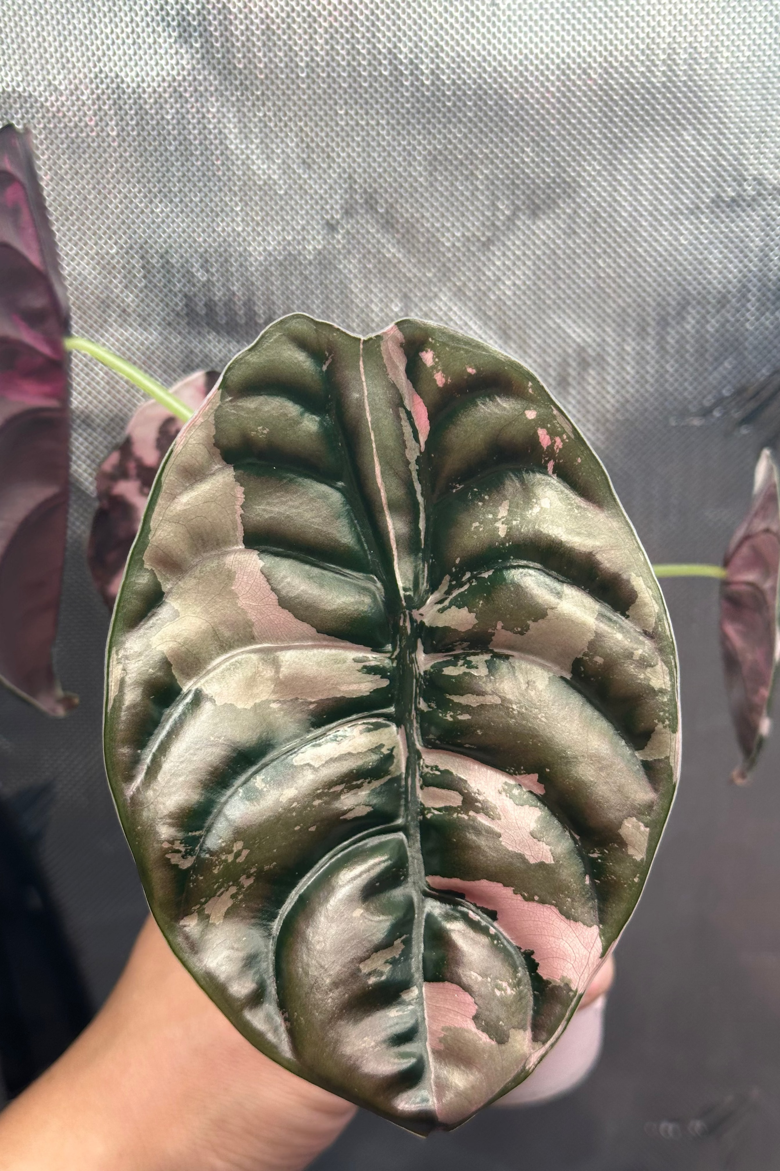 Alocasia cuprea pink variegated 'Nom Yen'