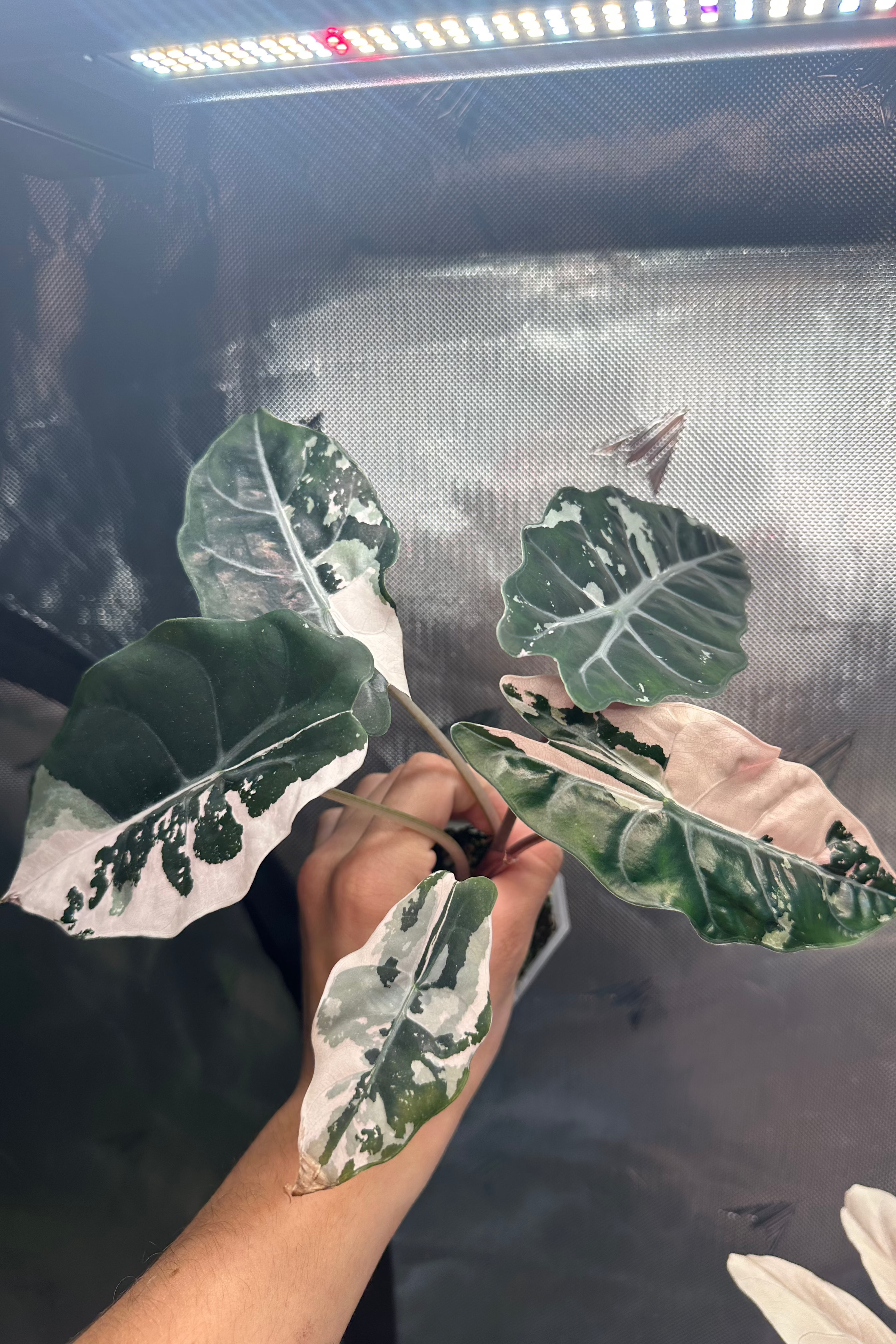 Alocasia chantrieri pink variegated