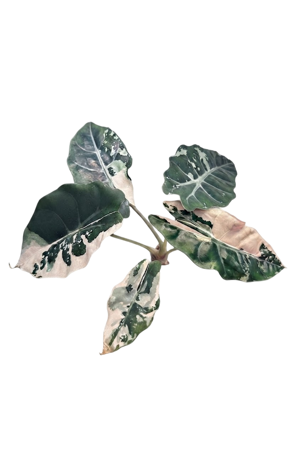 Alocasia chantrieri pink variegated