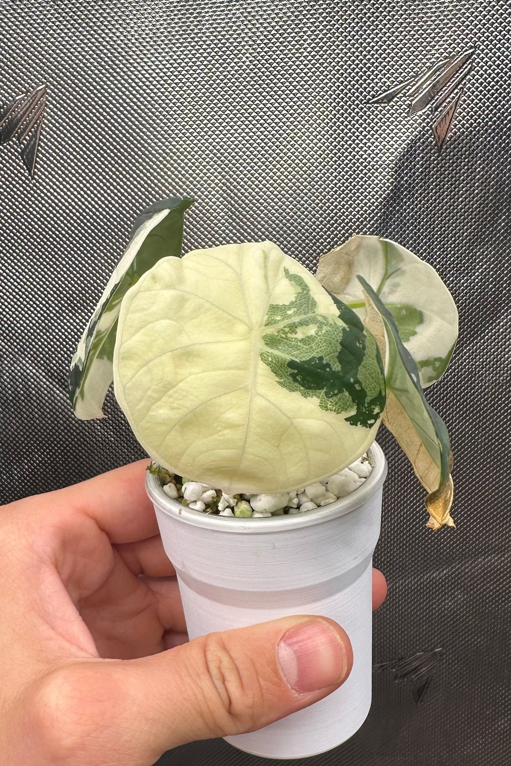 Alocasia chaii albo variegated