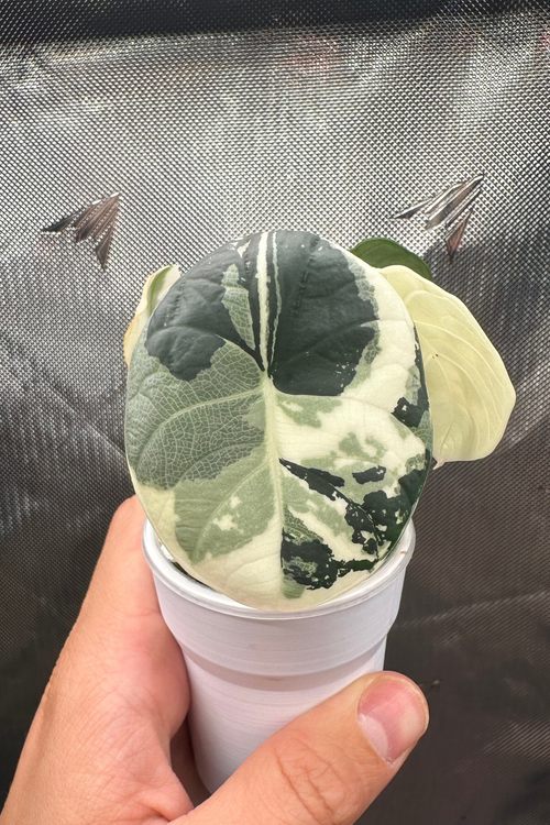 Alocasia chaii albo variegated