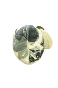 Alocasia chaii albo variegated