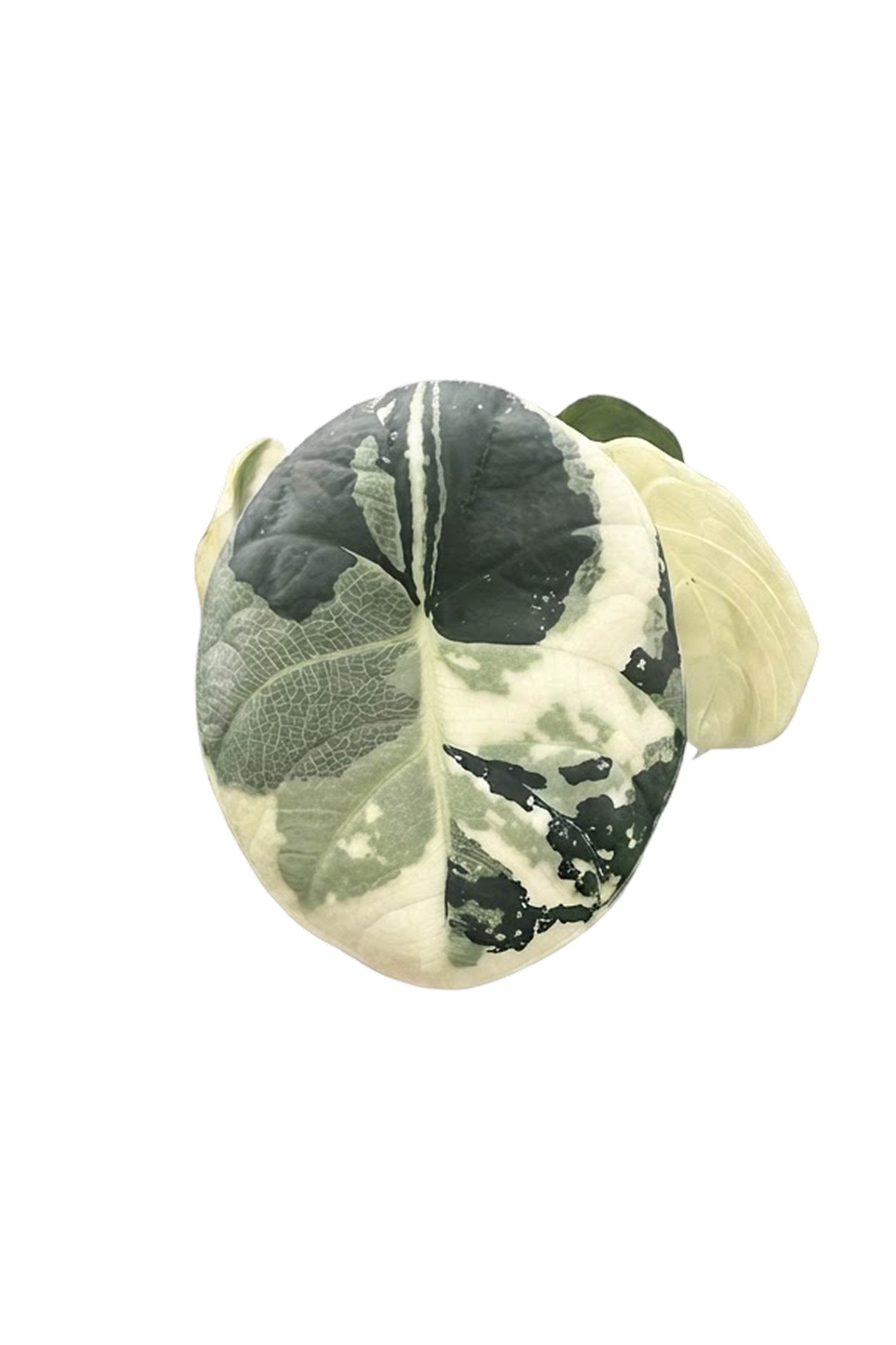 Alocasia chaii albo variegated