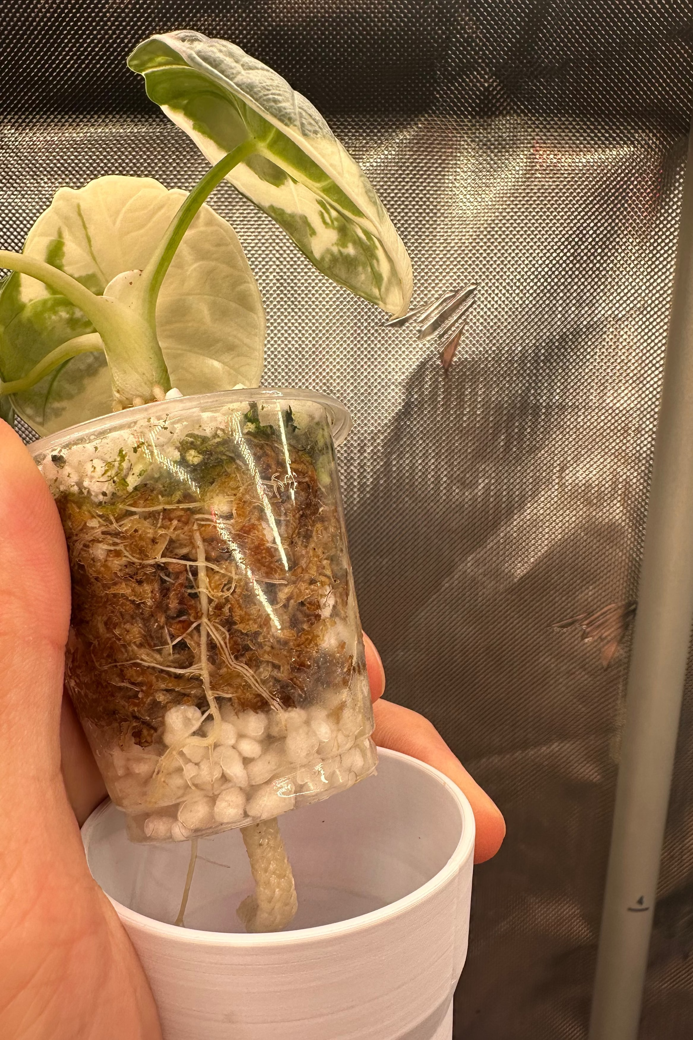 Alocasia chaii albo variegated