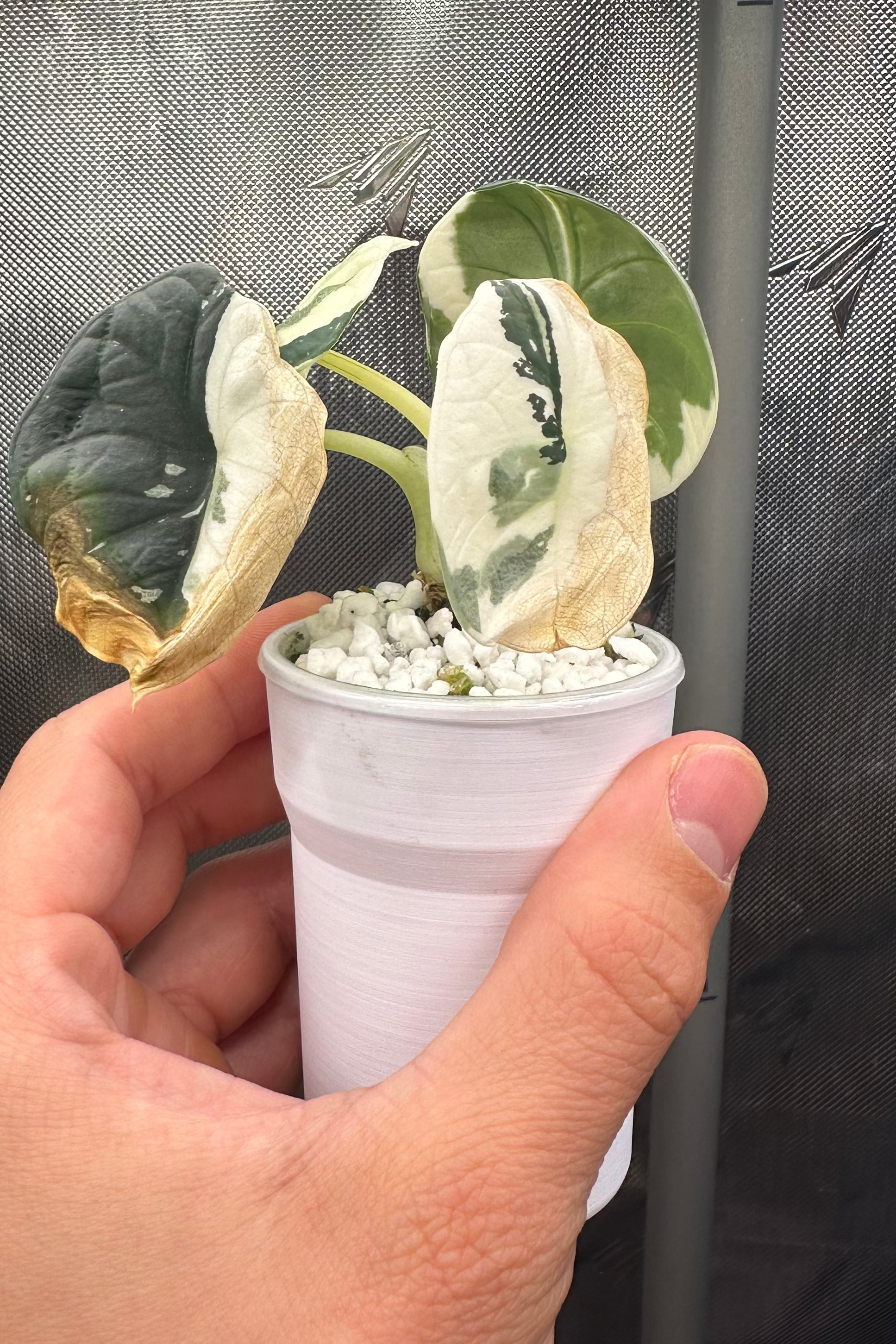 Alocasia chaii albo variegated
