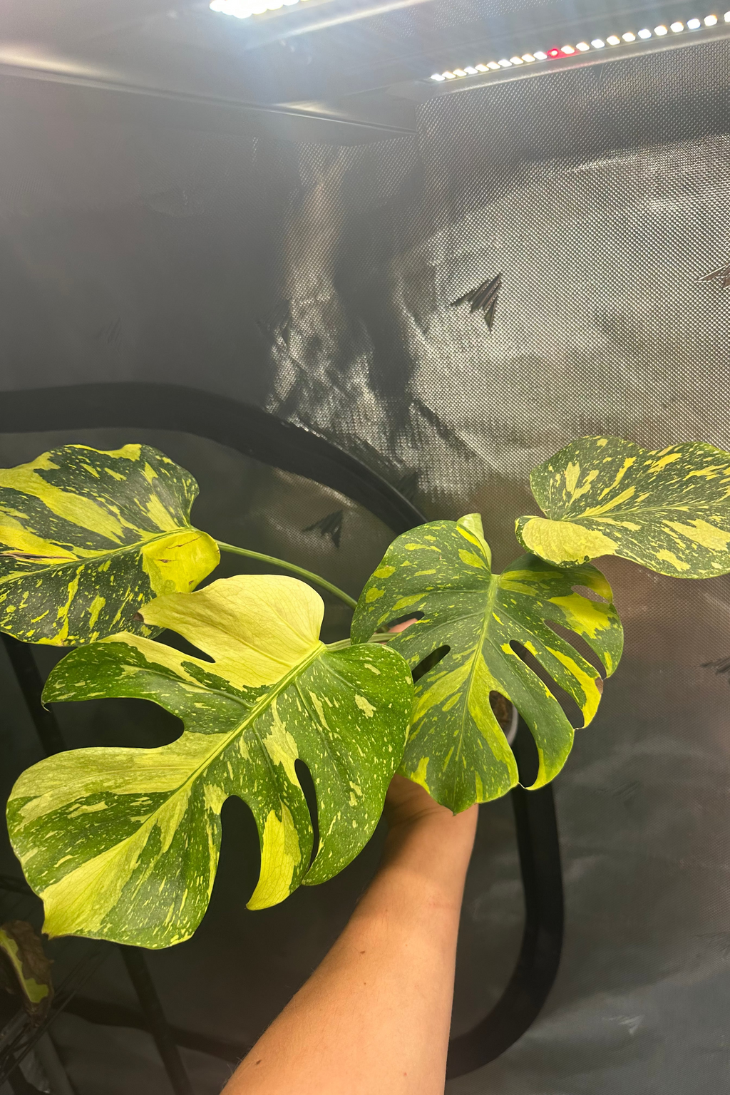 Monstera electrolight
