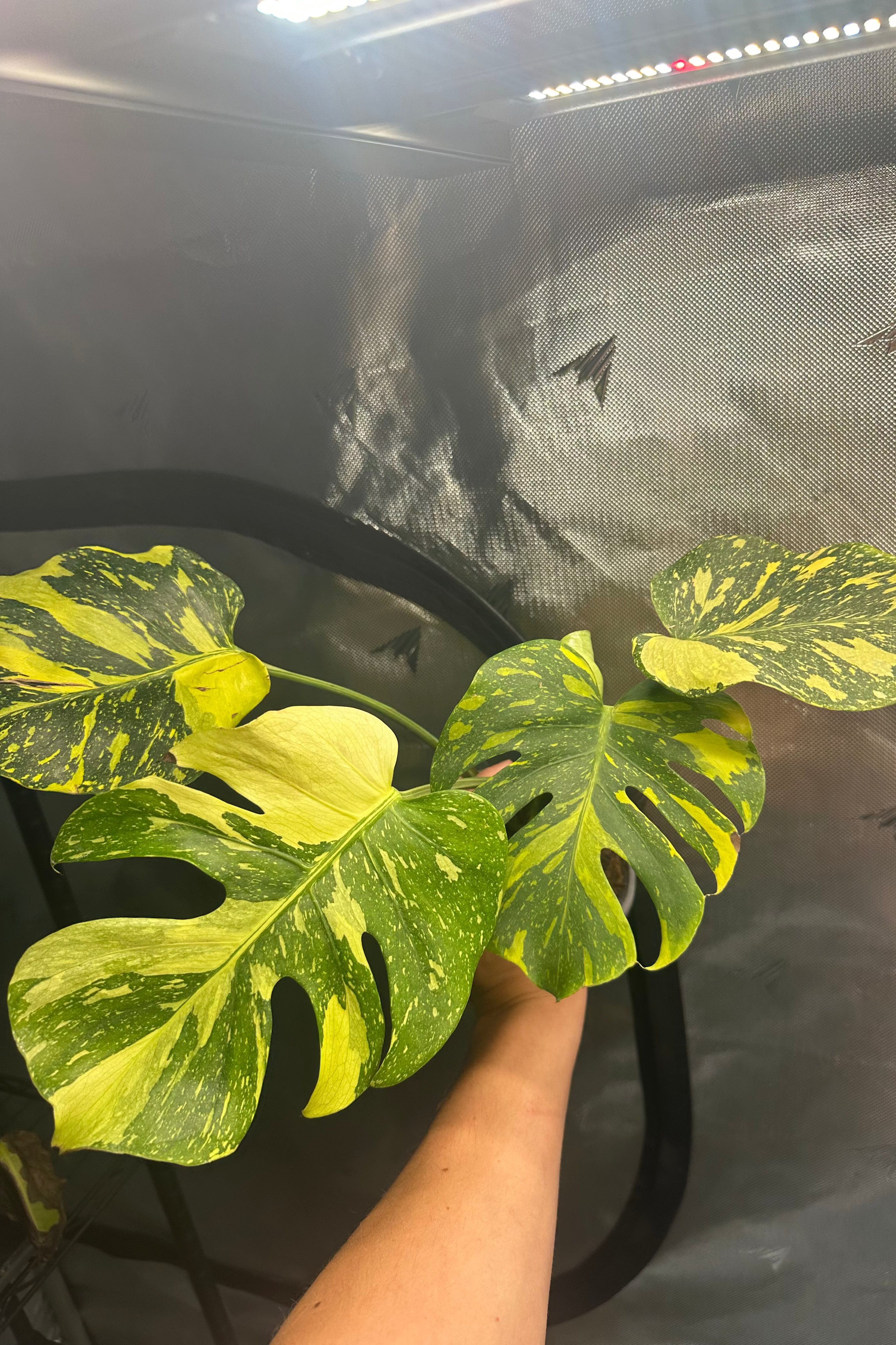 Monstera electrolight