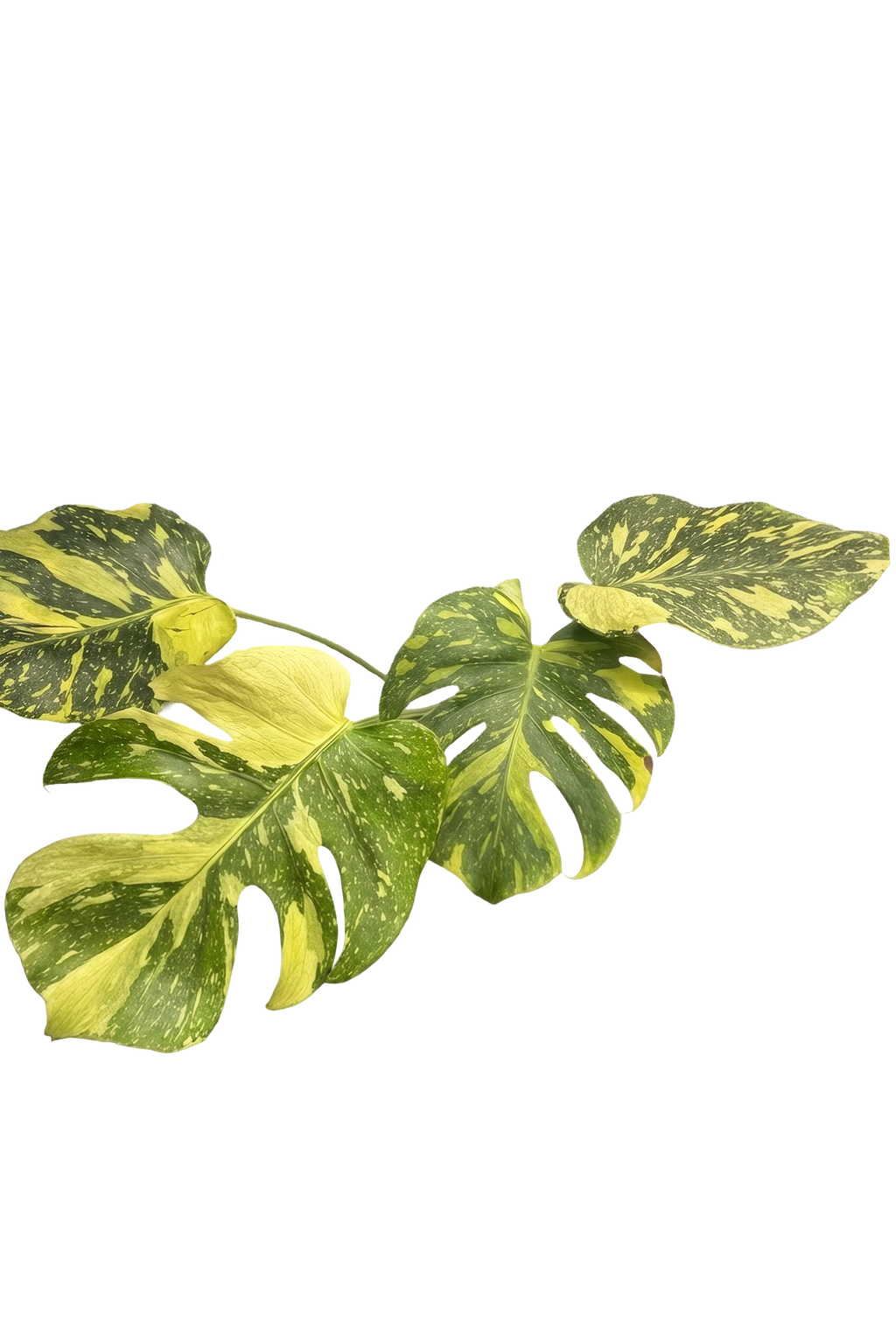 Monstera electrolight
