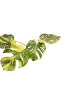 Monstera electrolight