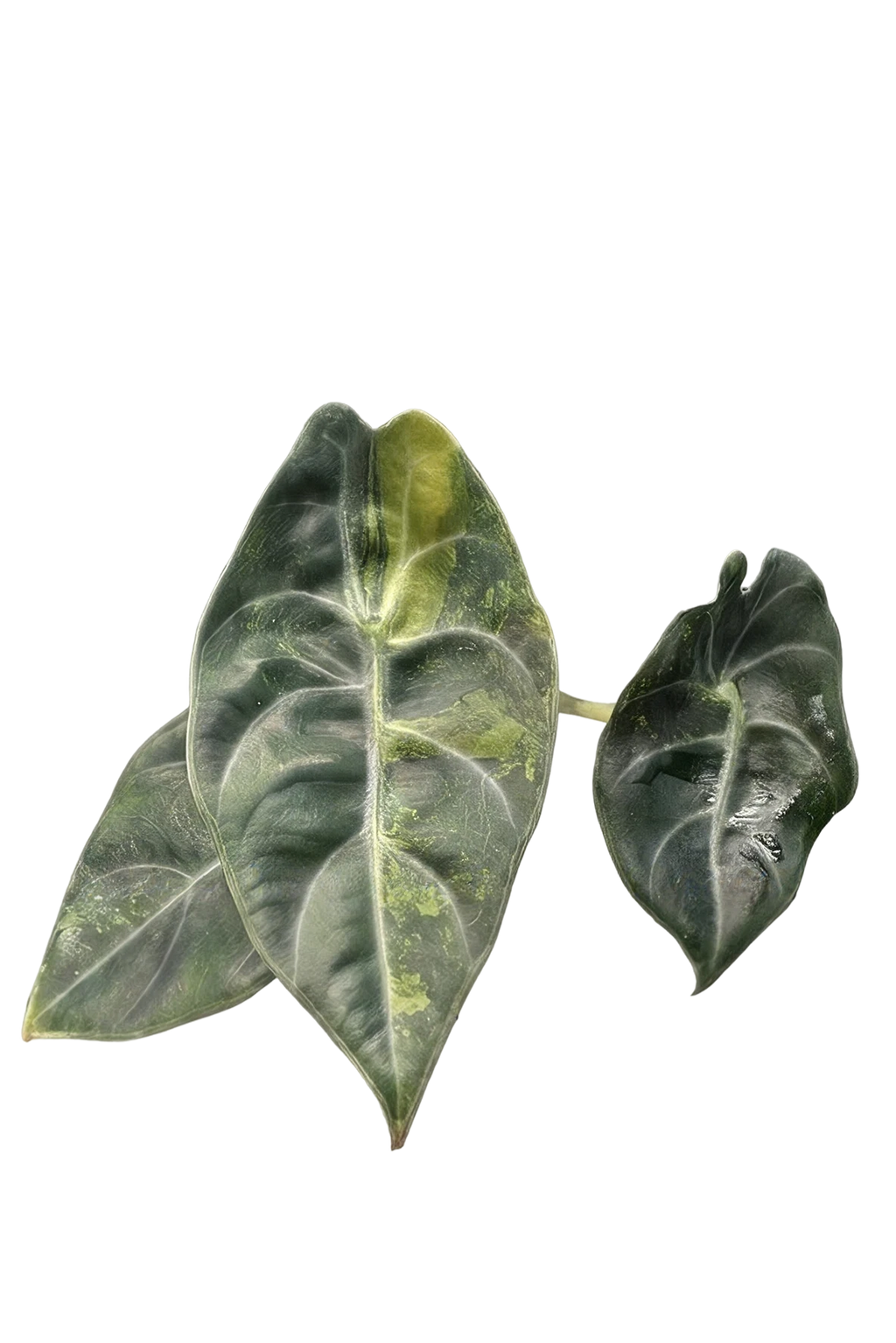 Alocasia sedenii aurea variegated