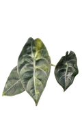 Alocasia sedenii aurea variegated