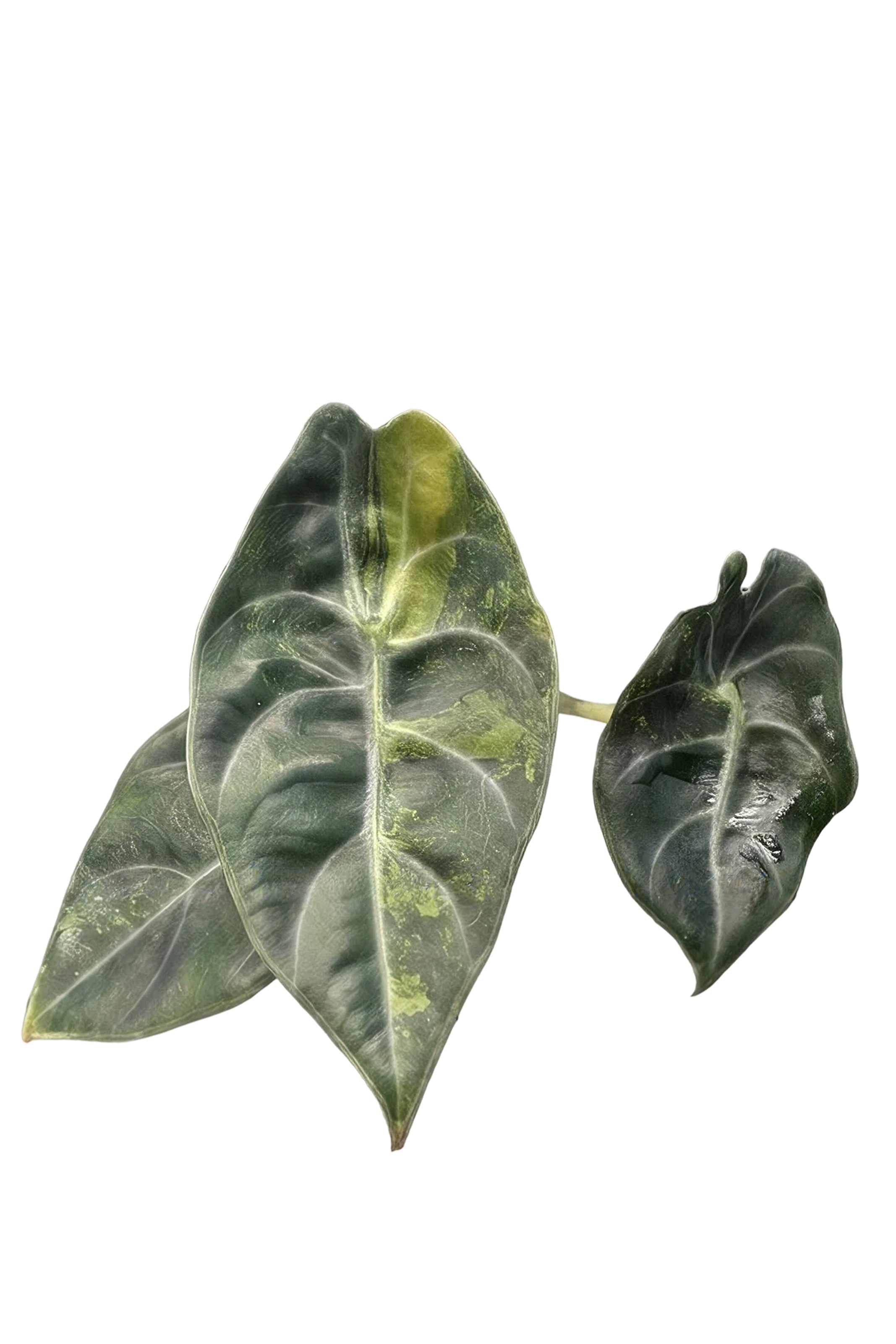 Alocasia sedenii aurea variegated