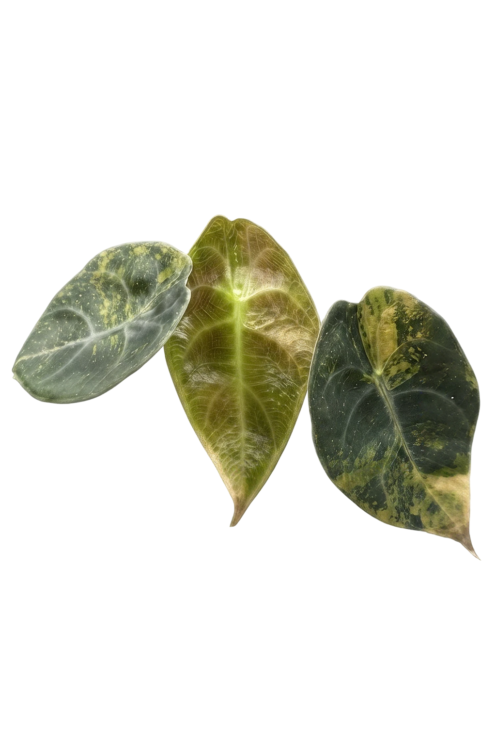 Alocasia sedenii aurea variegated