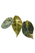 Alocasia sedenii aurea variegated