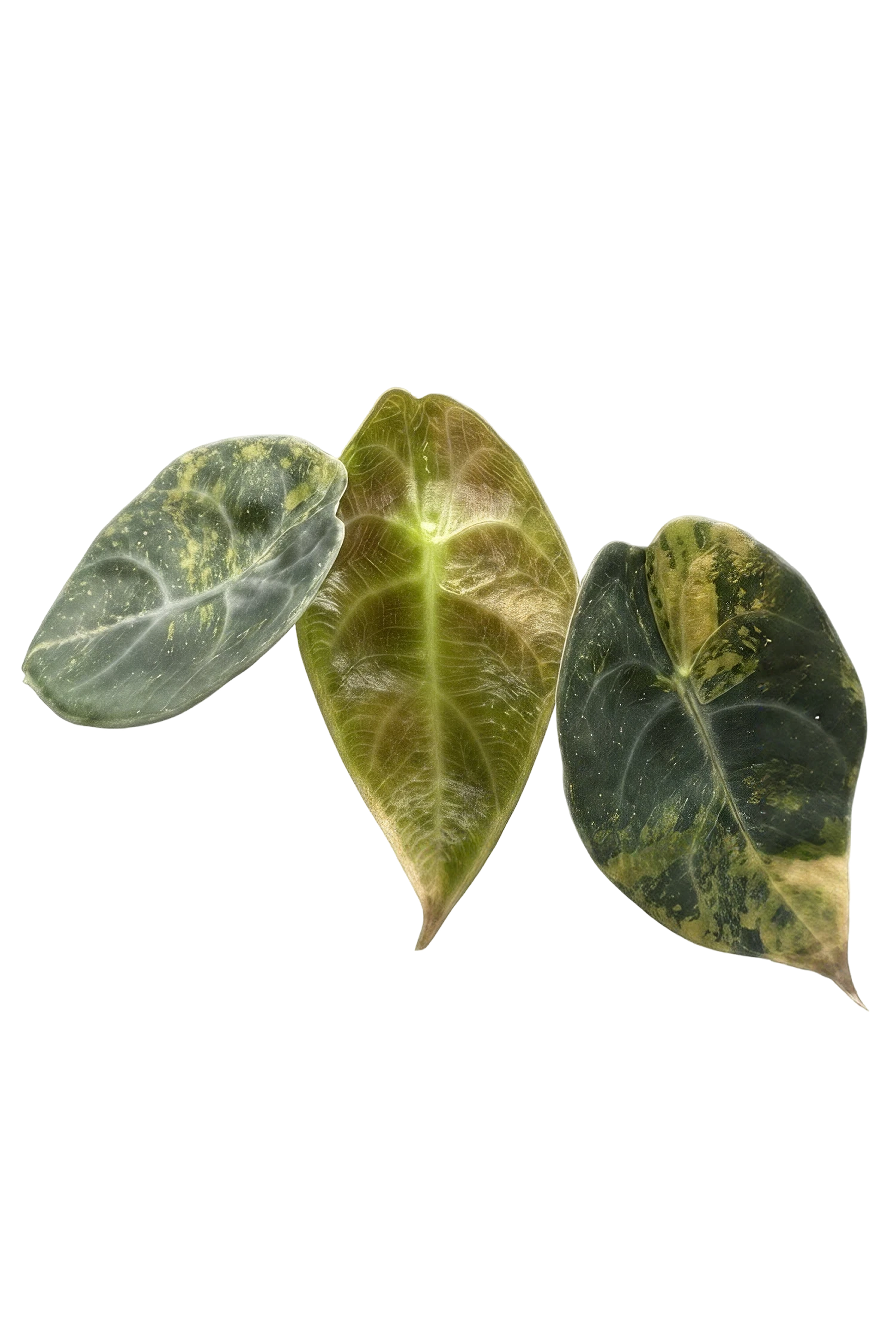 Alocasia sedenii aurea variegated