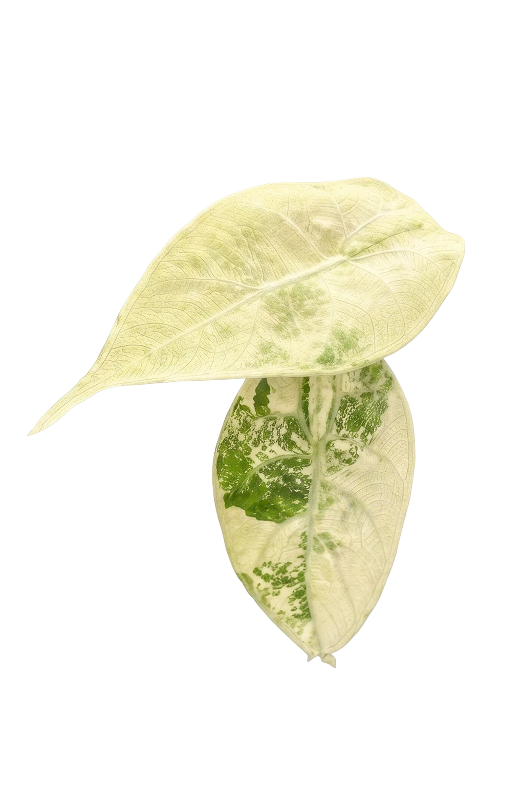 Alocasia watsoniana albo variegated
