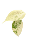 Alocasia watsoniana albo variegated