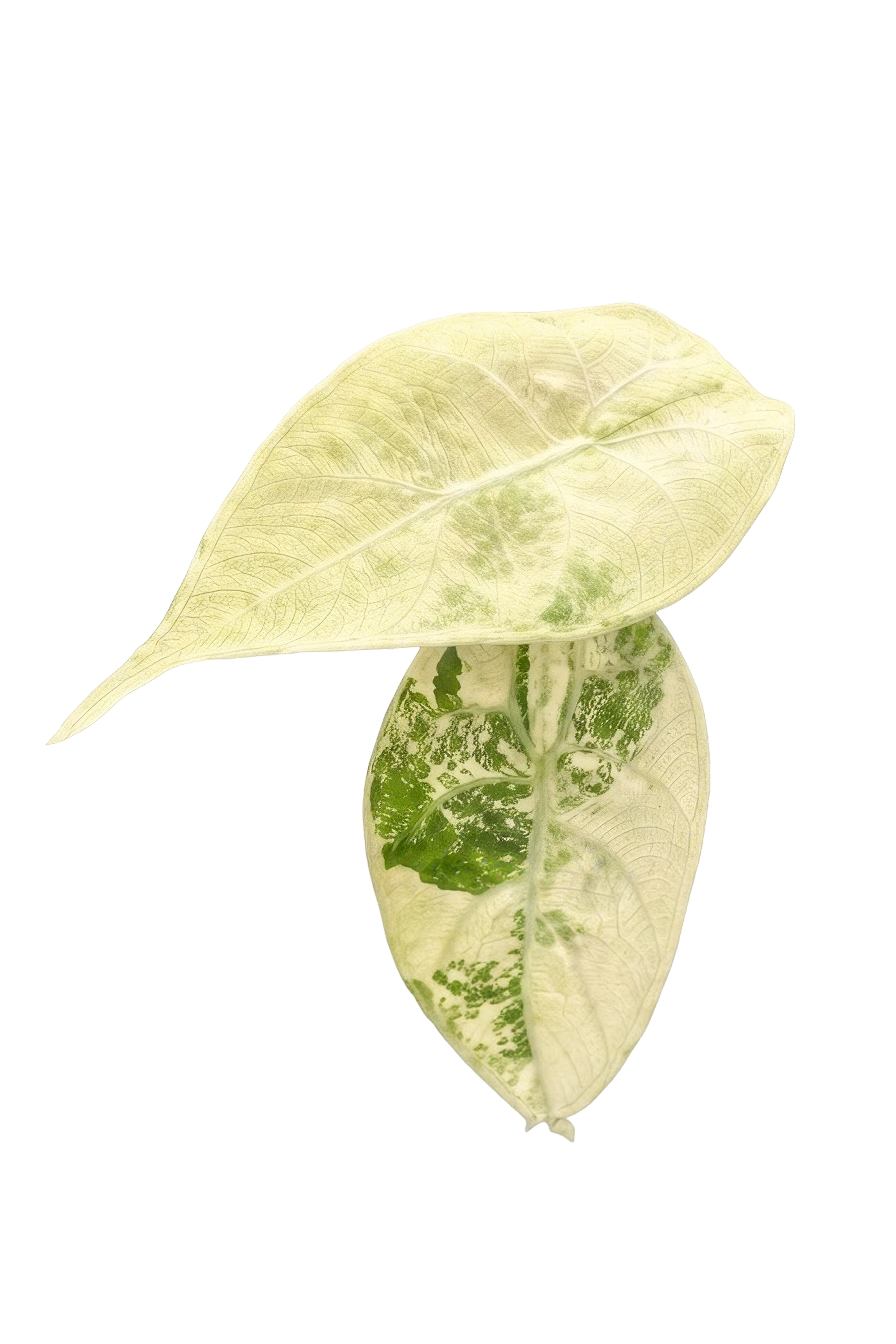 Alocasia watsoniana albo variegated