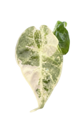 Alocasia watsoniana albo variegated