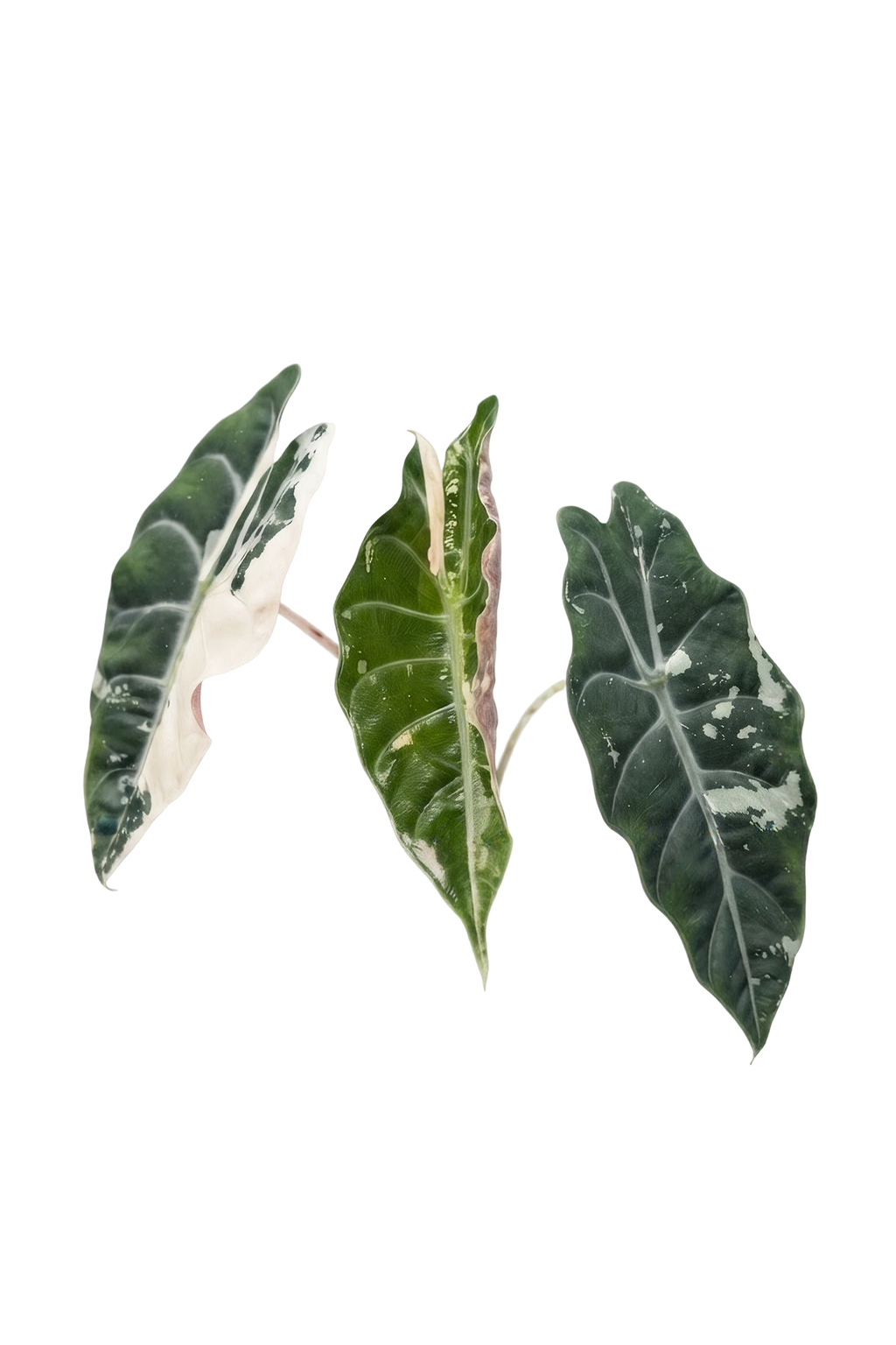 Alocasia chantrieri pink variegated