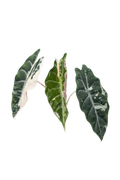 Alocasia chantrieri pink variegated