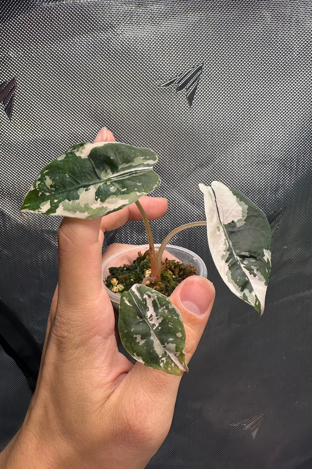 Alocasia chantrieri pink variegated