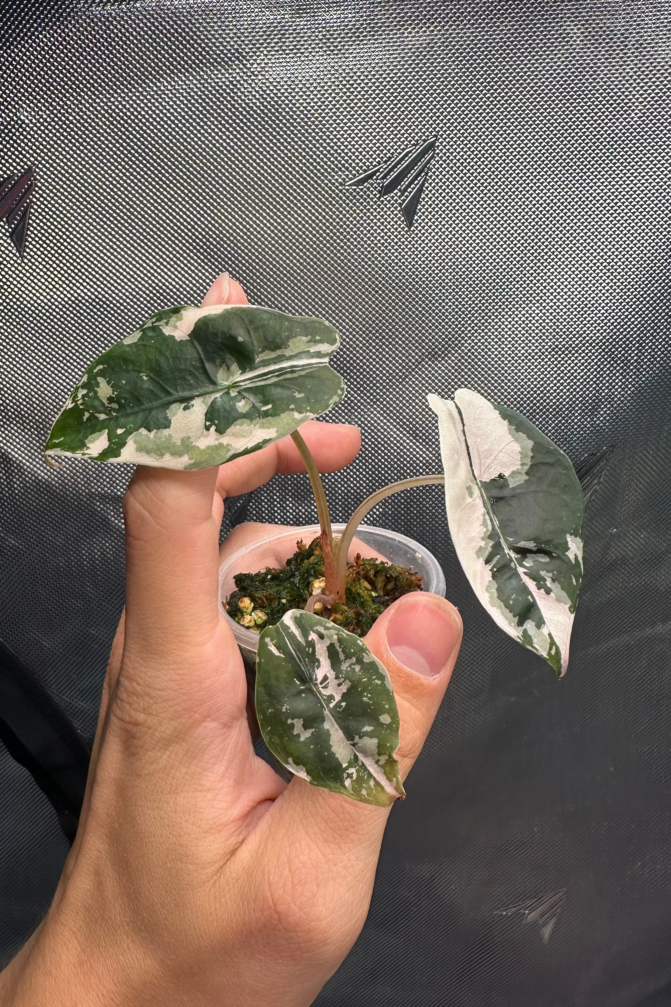 Alocasia chantrieri pink variegated