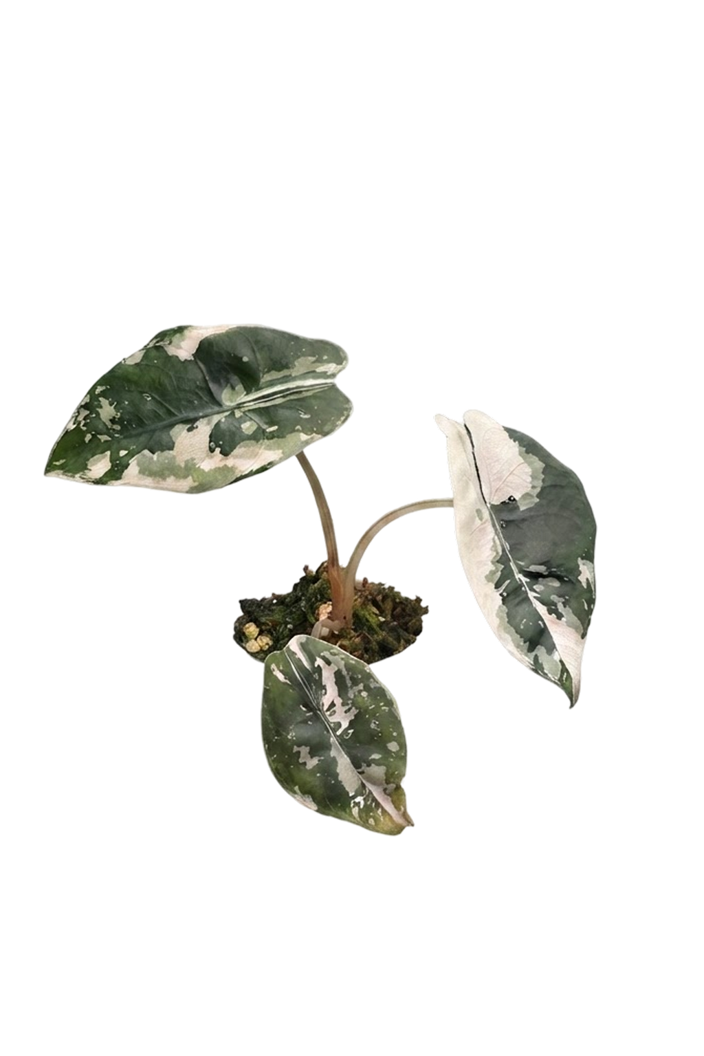 Alocasia chantrieri pink variegated