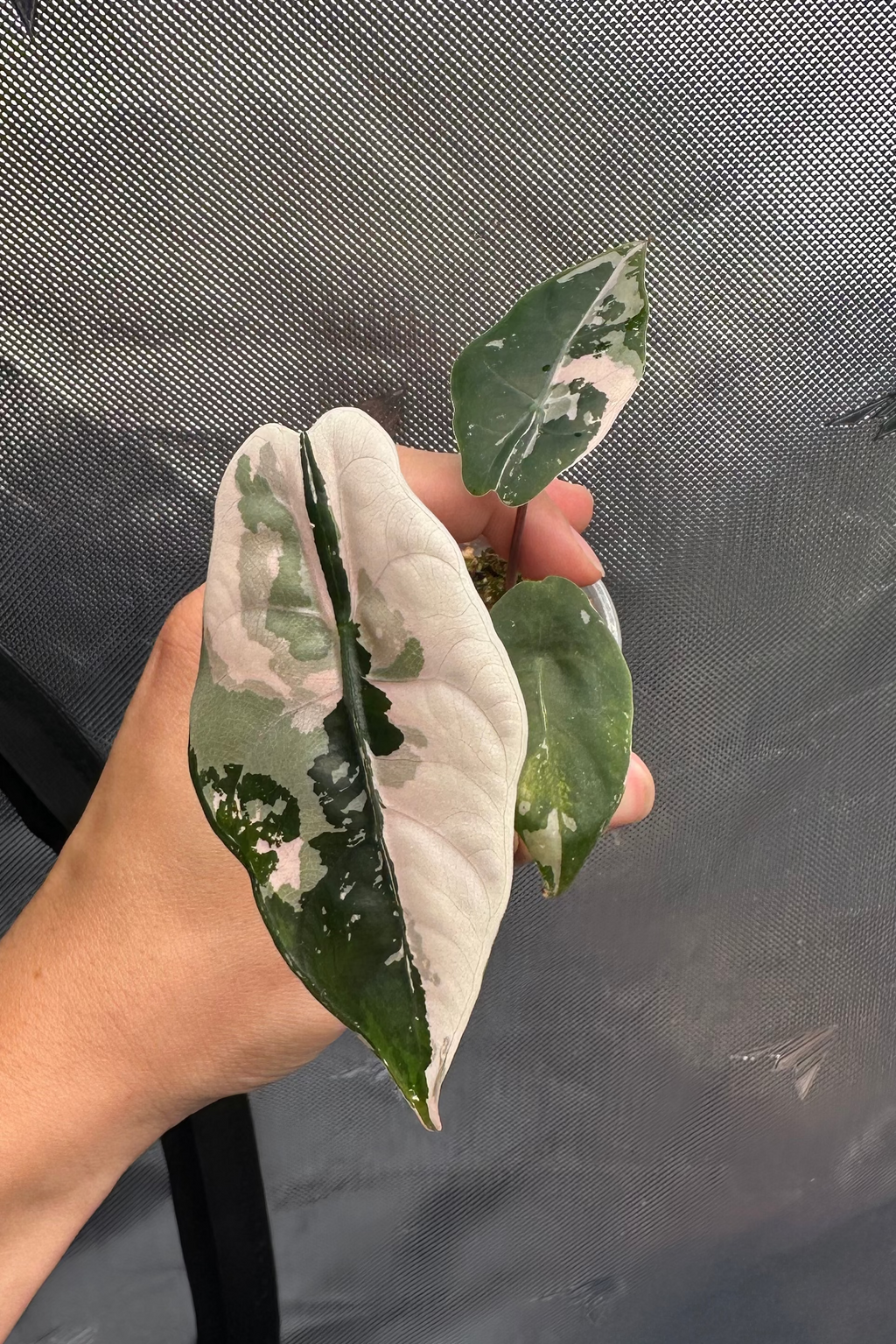 Alocasia chantrieri pink variegated
