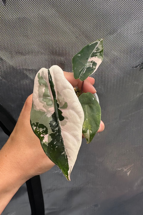 Alocasia chantrieri pink variegated