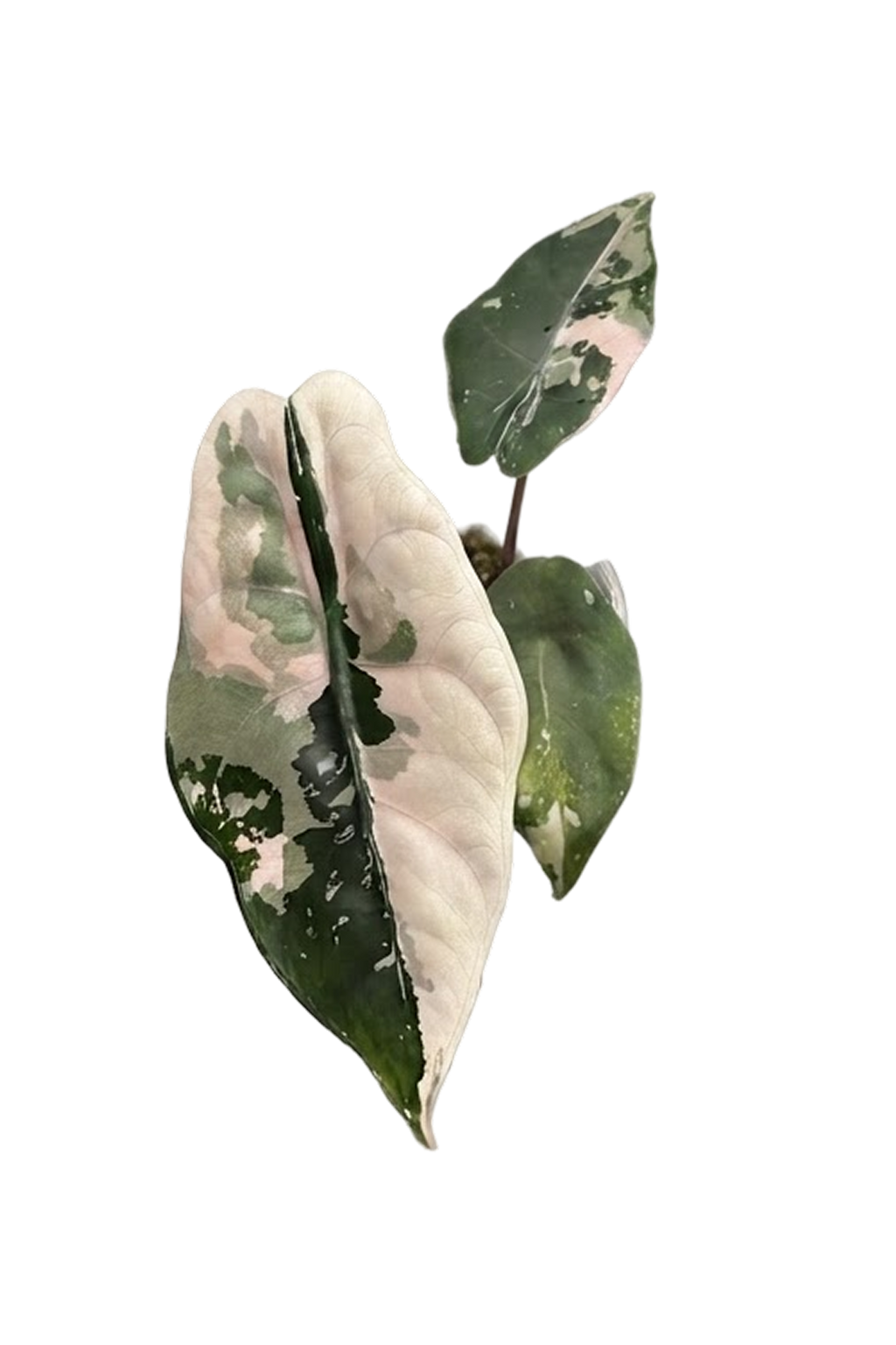 Alocasia chantrieri pink variegated