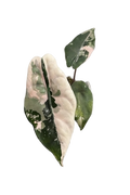 Alocasia chantrieri pink variegated