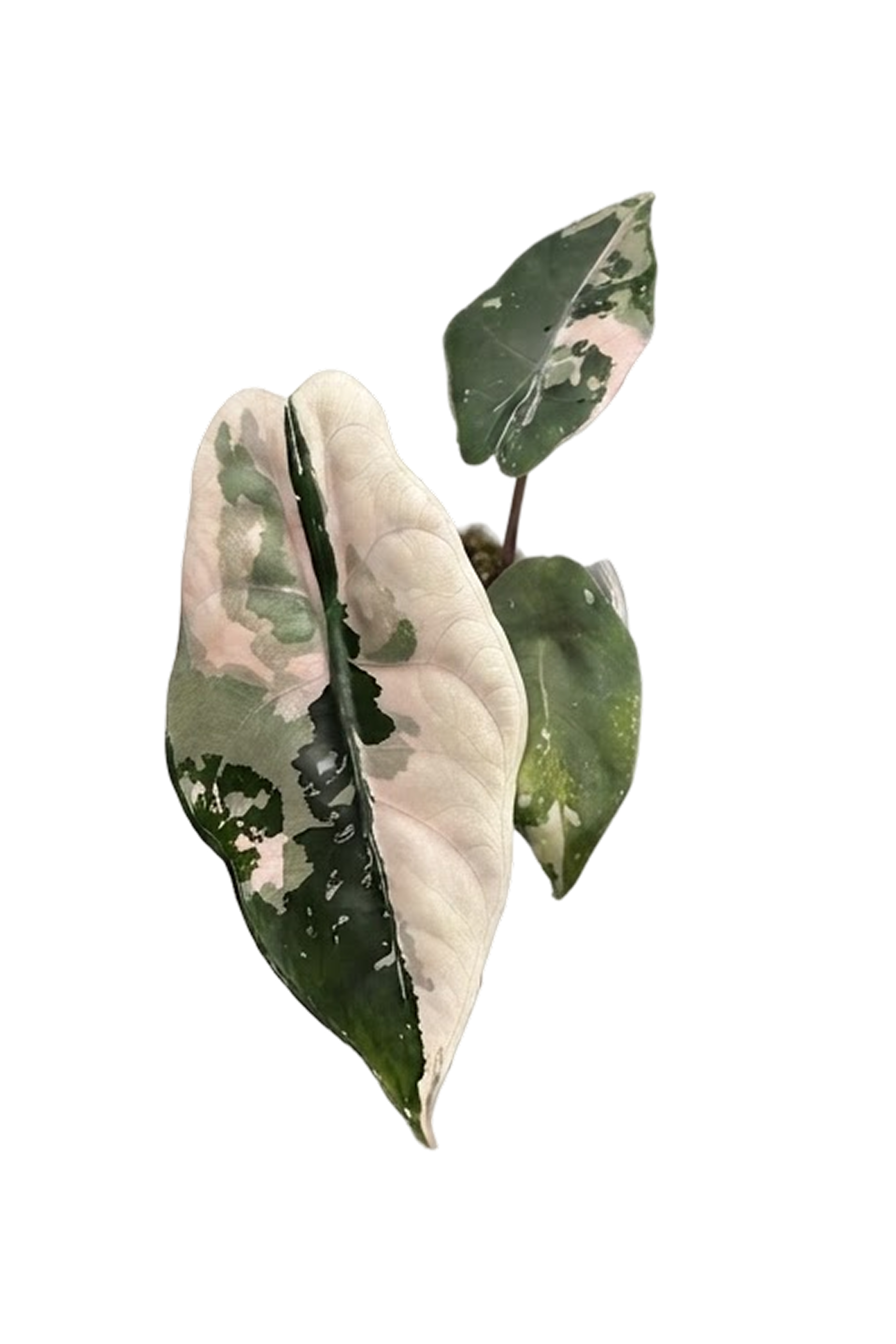 Alocasia chantrieri pink variegated