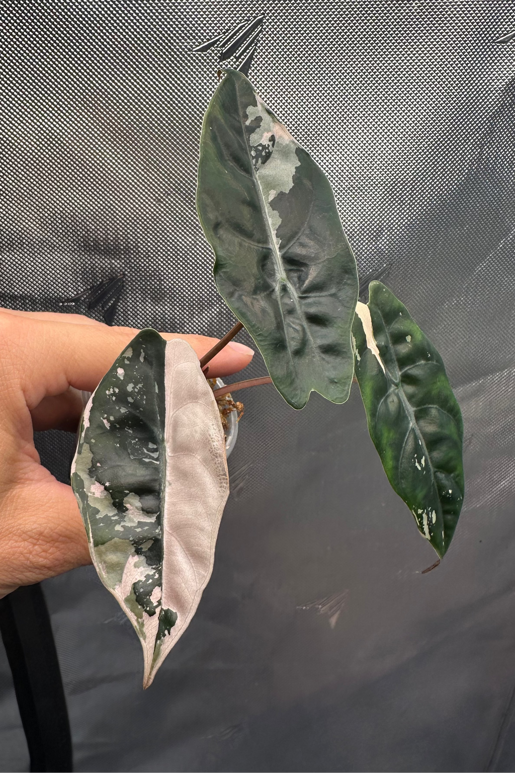 Alocasia chantrieri pink variegated