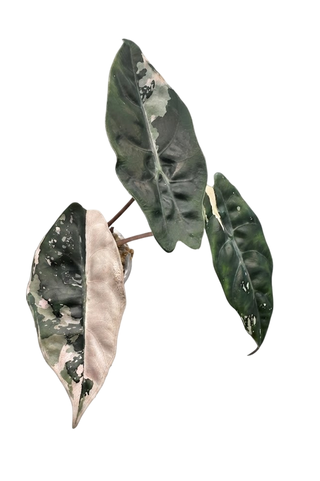 Alocasia chantrieri pink variegated
