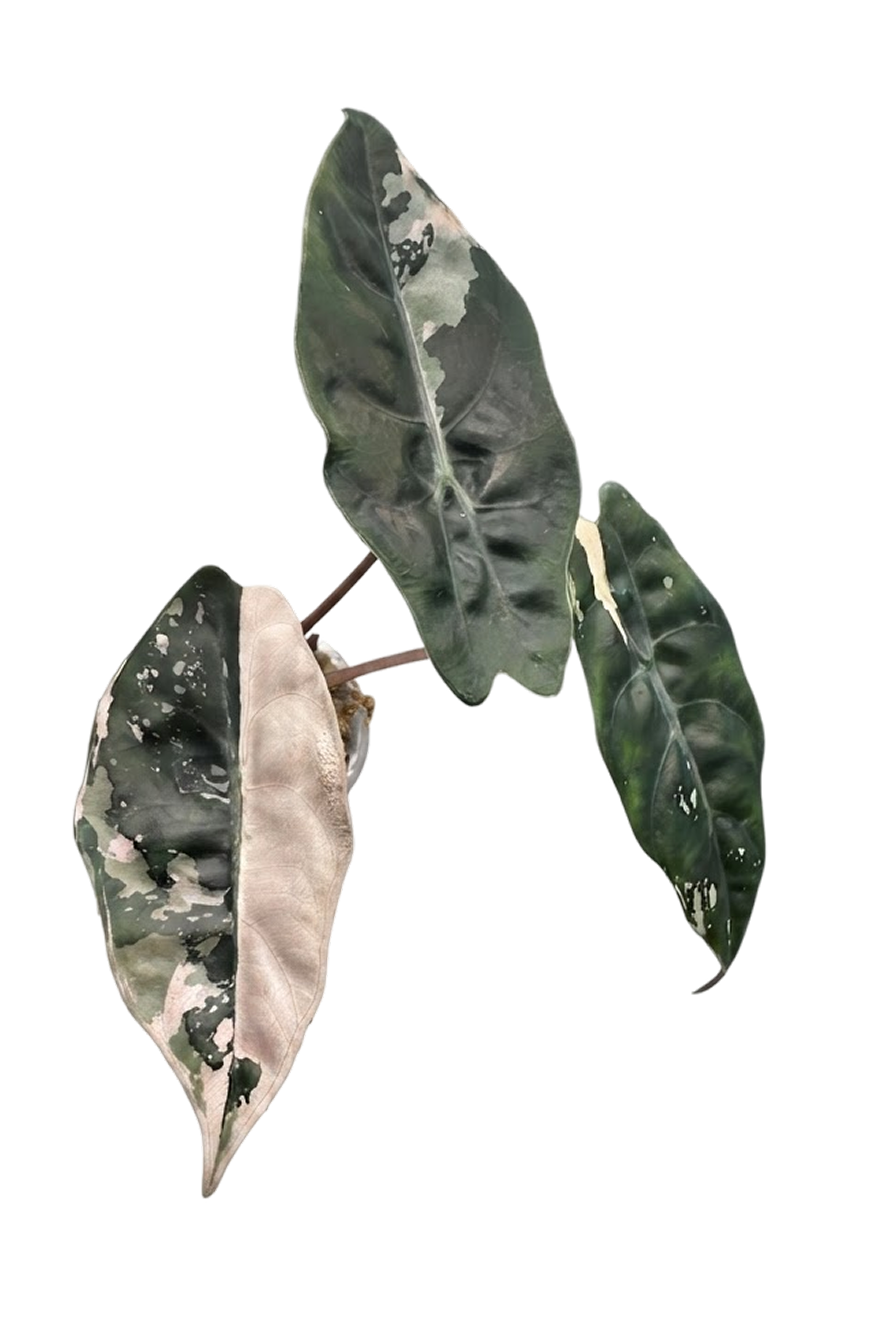 Alocasia chantrieri pink variegated