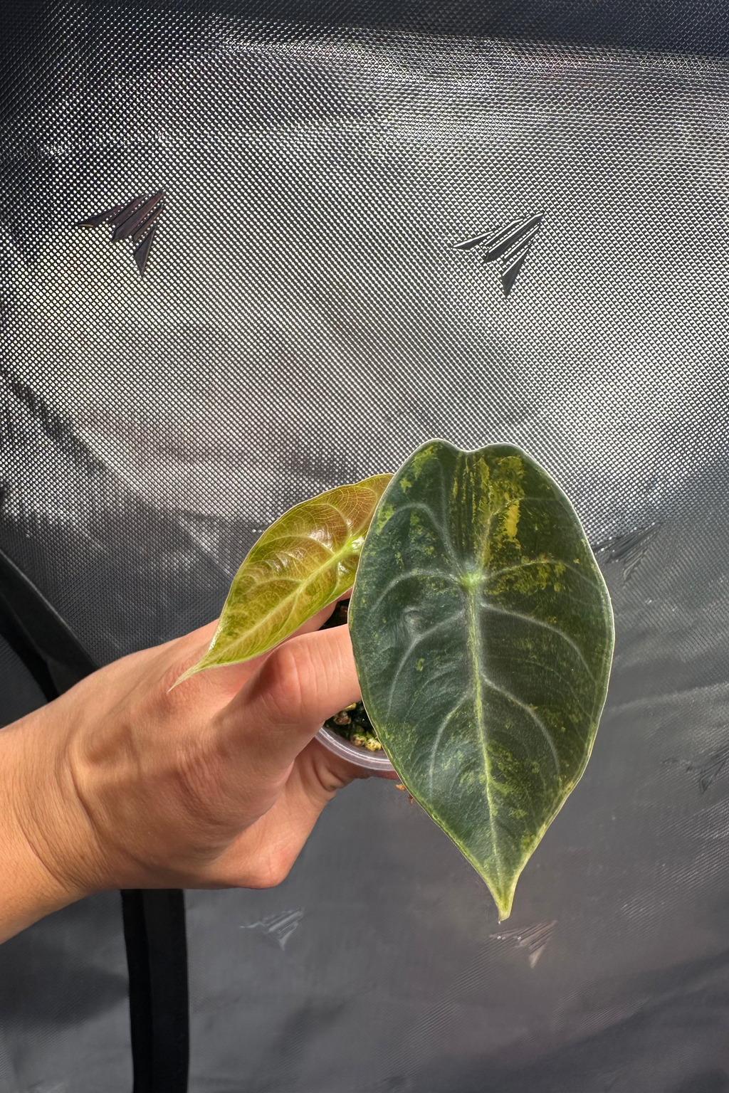 Alocasia sedenii aurea variegated