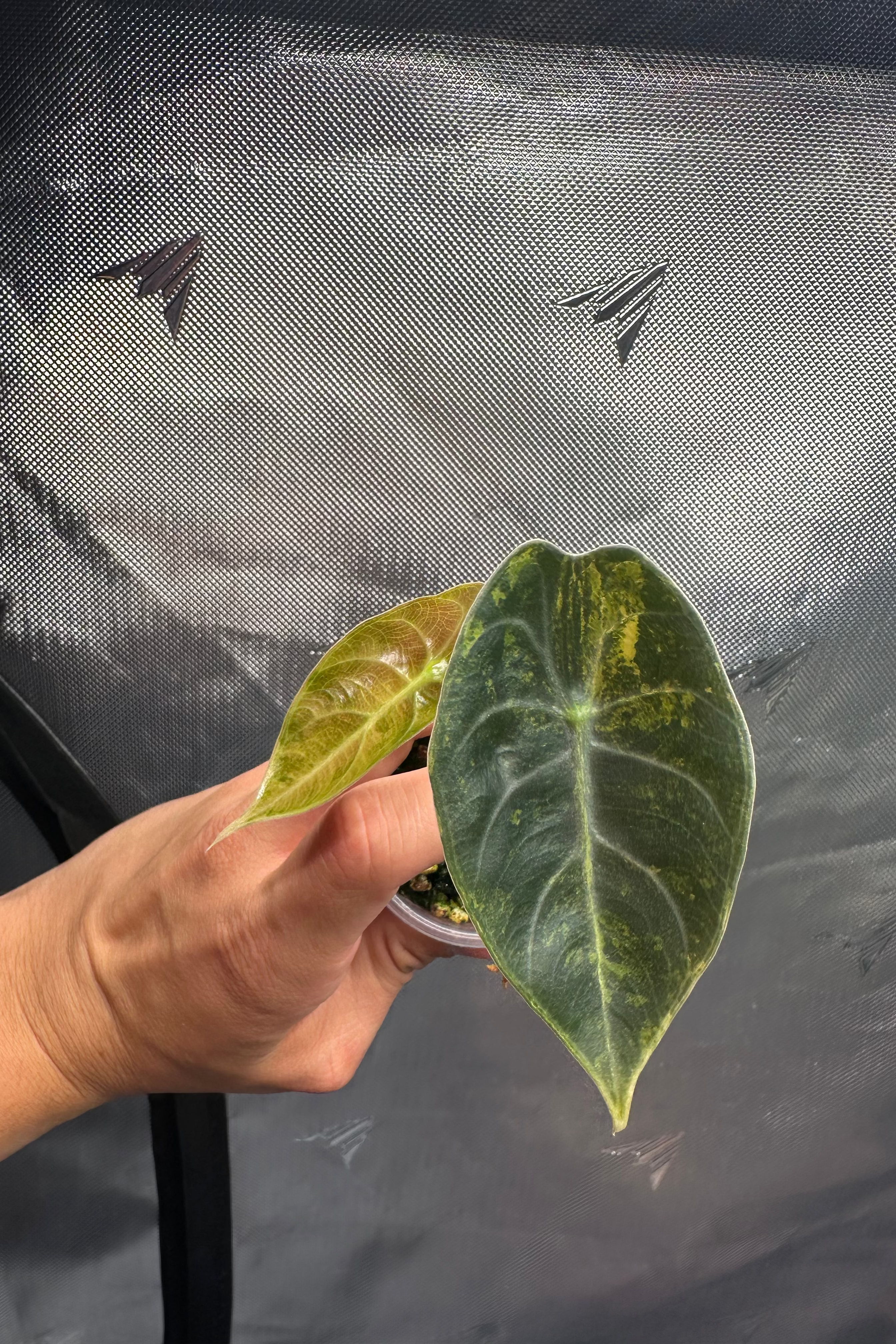 Alocasia sedenii aurea variegated