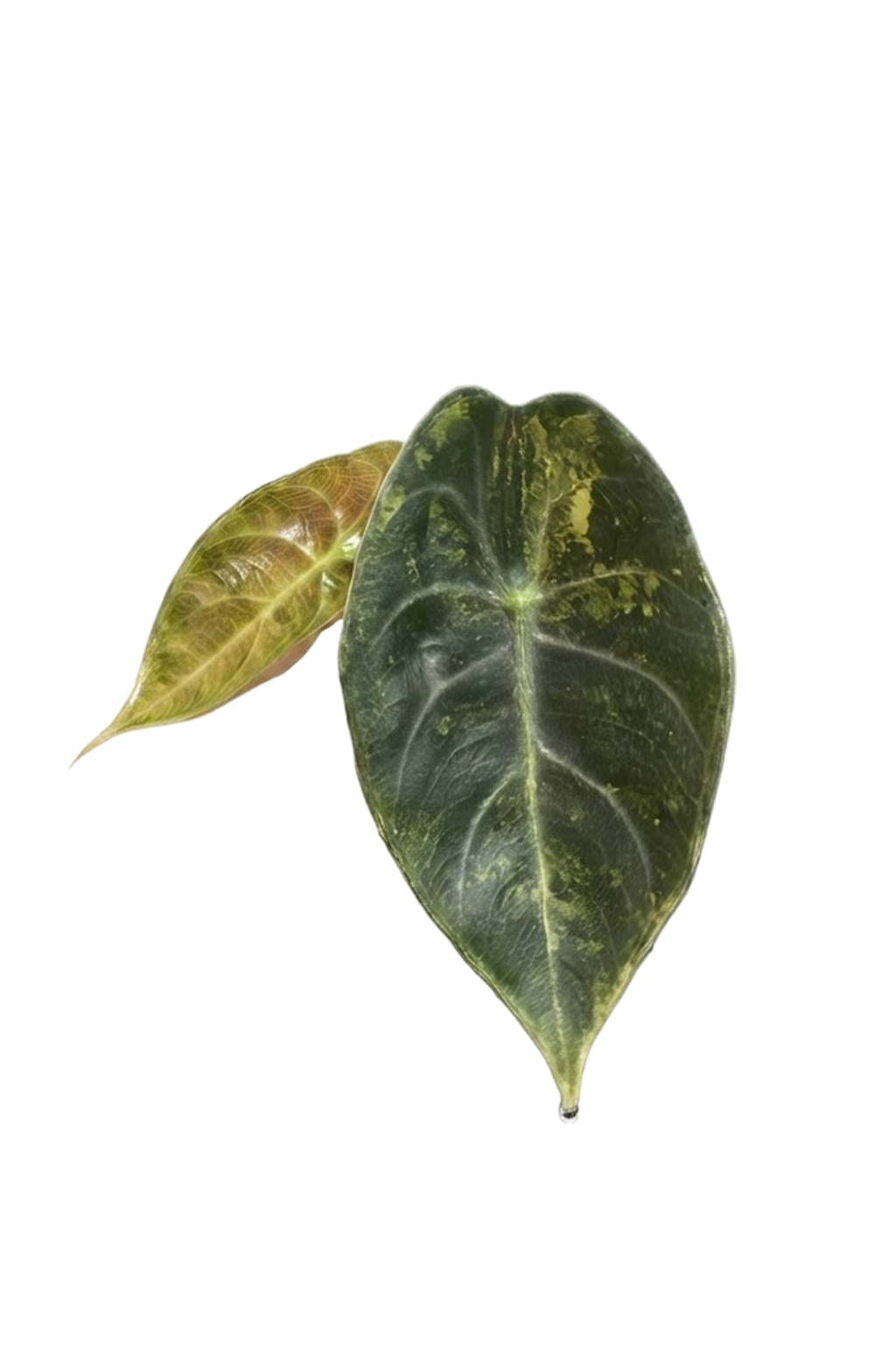 Alocasia sedenii aurea variegated