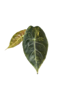 Alocasia sedenii aurea variegated