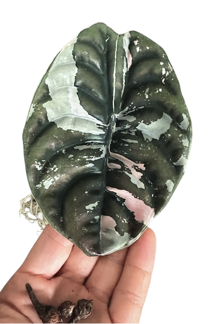 Alocasia cuprea pink variegated 'Nom Yen'