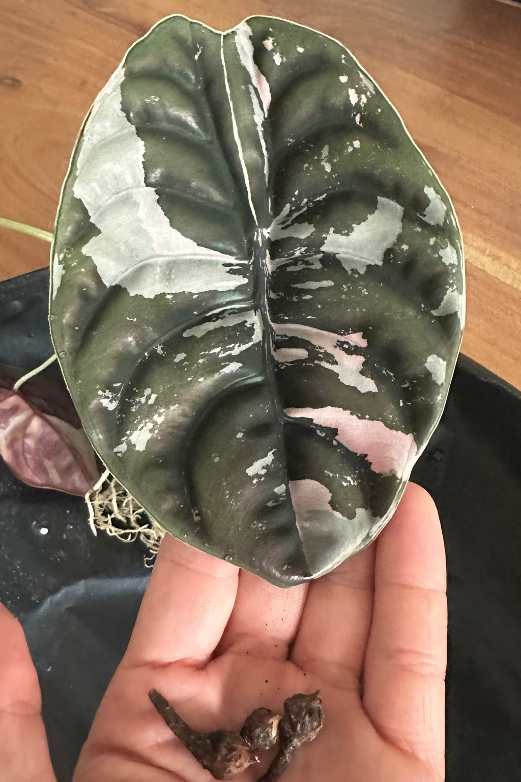 Alocasia cuprea pink variegated 'Nom Yen'