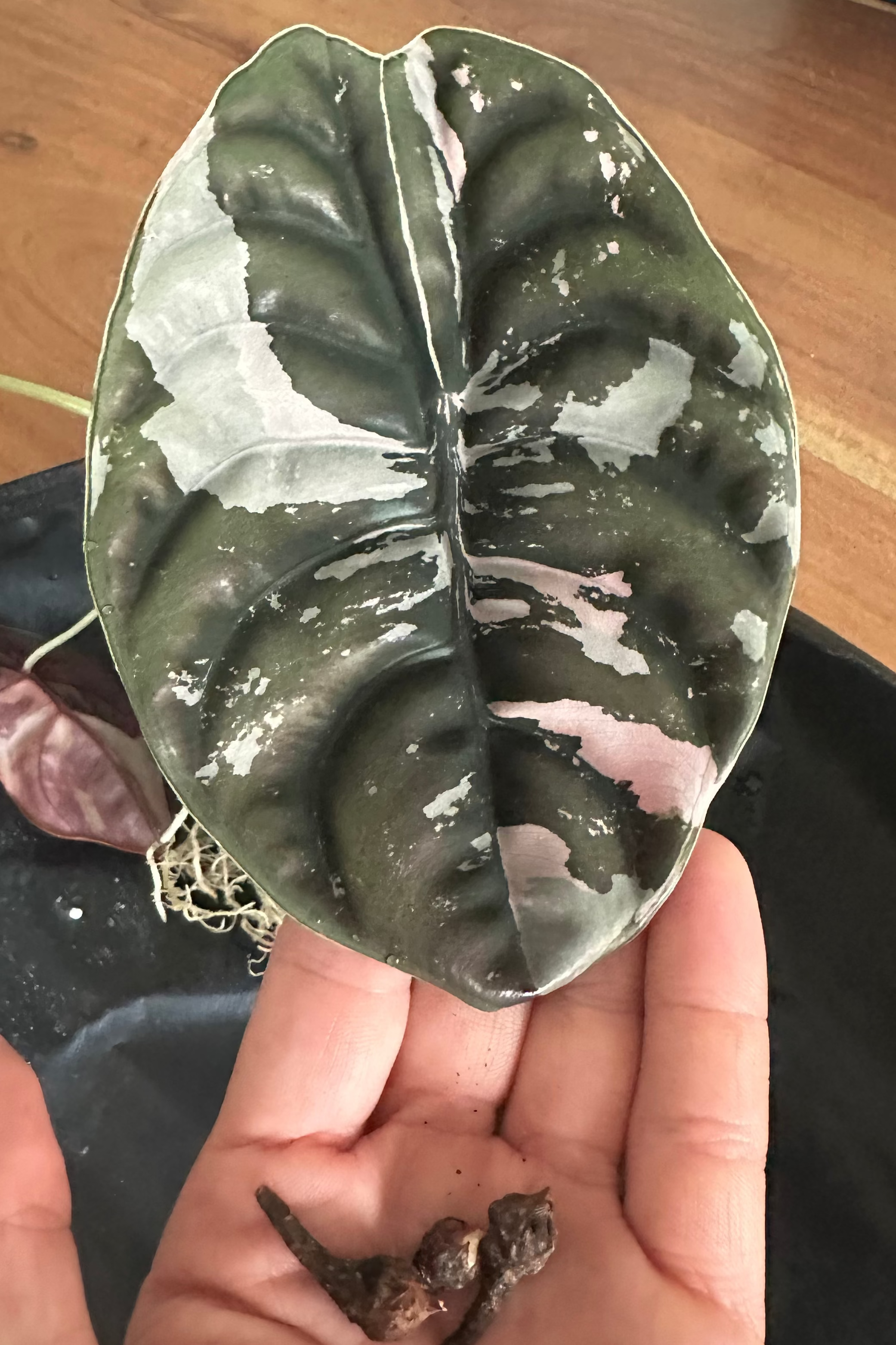Alocasia cuprea pink variegated 'Nom Yen'