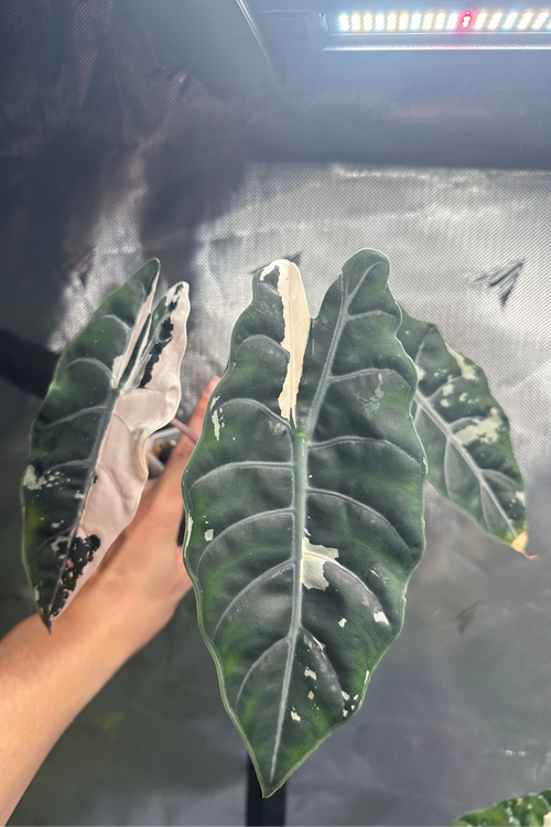 Alocasia chantrieri pink variegated