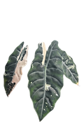 Alocasia chantrieri pink variegated