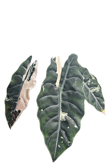 Alocasia chantrieri pink variegated