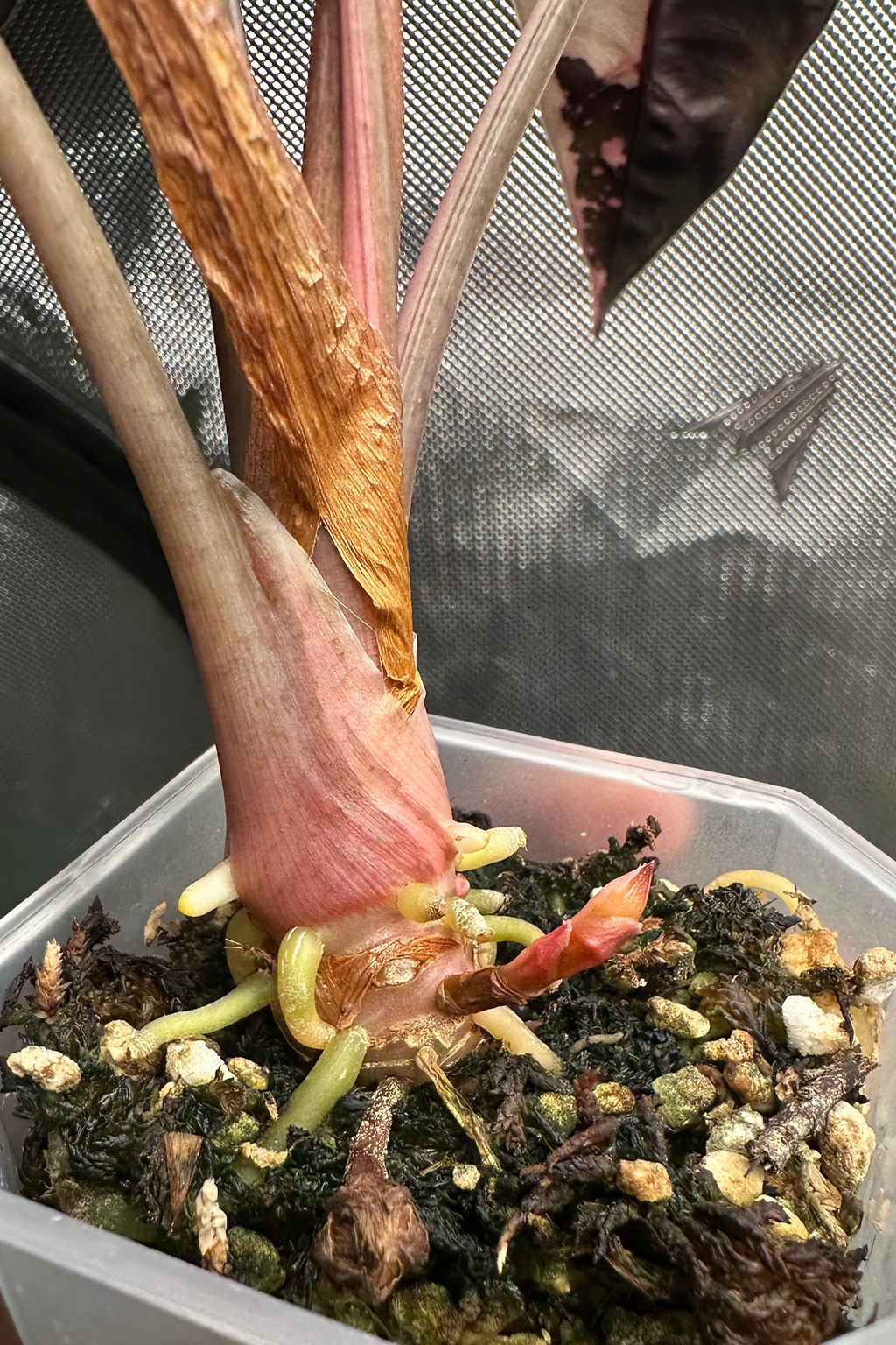 Alocasia chantrieri pink variegated
