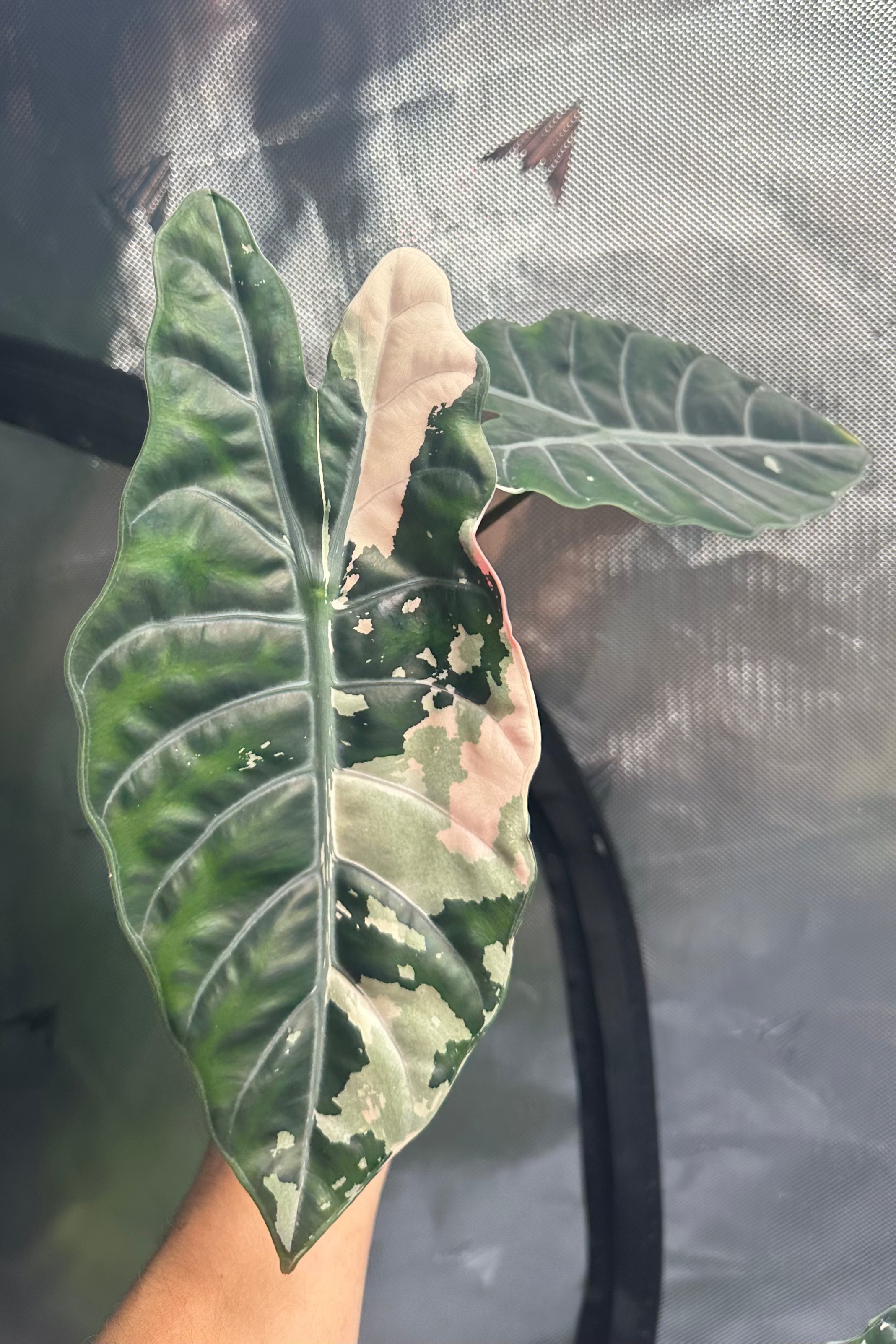 Alocasia chantrieri pink variegated 2.8